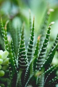 aloe vera face mask diy