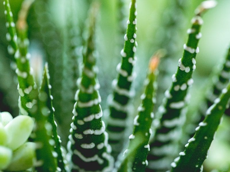 aloe vera face mask diy