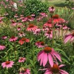 herbal immunity booster echinacea