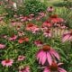 herbal immunity booster echinacea