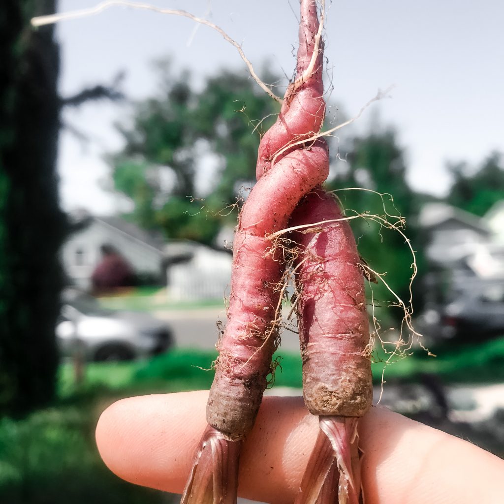 two entertwined carrots