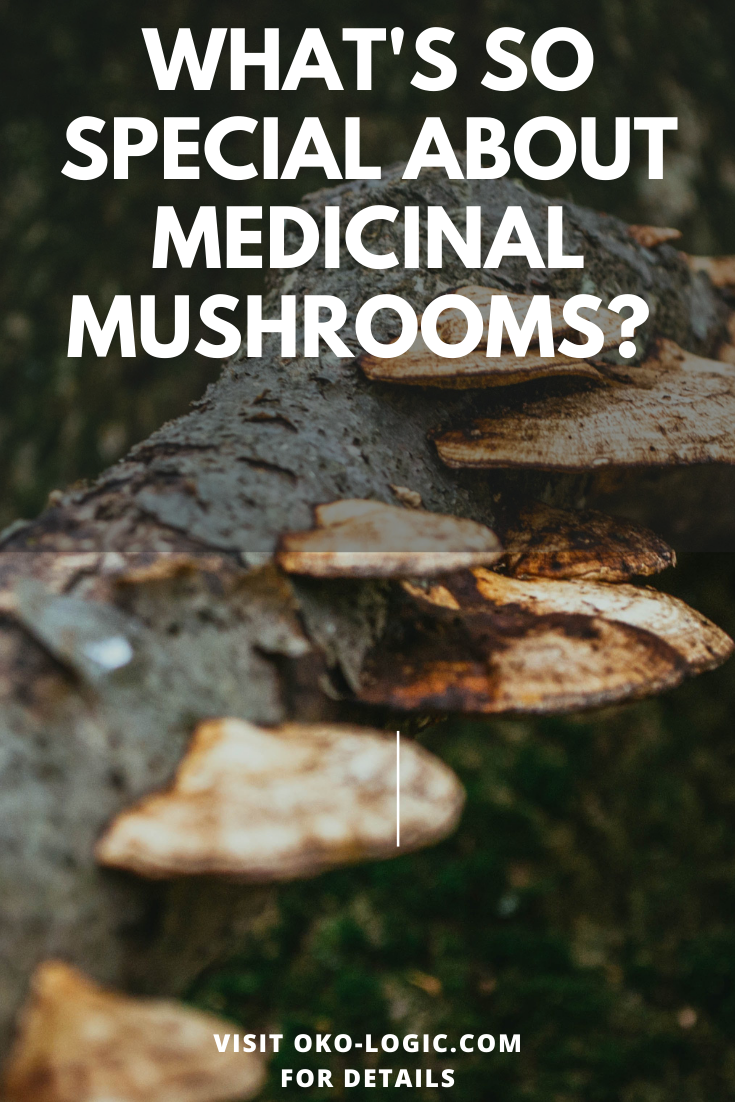 Reishi, Chaga, and Turkey Tail Mushroom Benefits for Vibrant Health