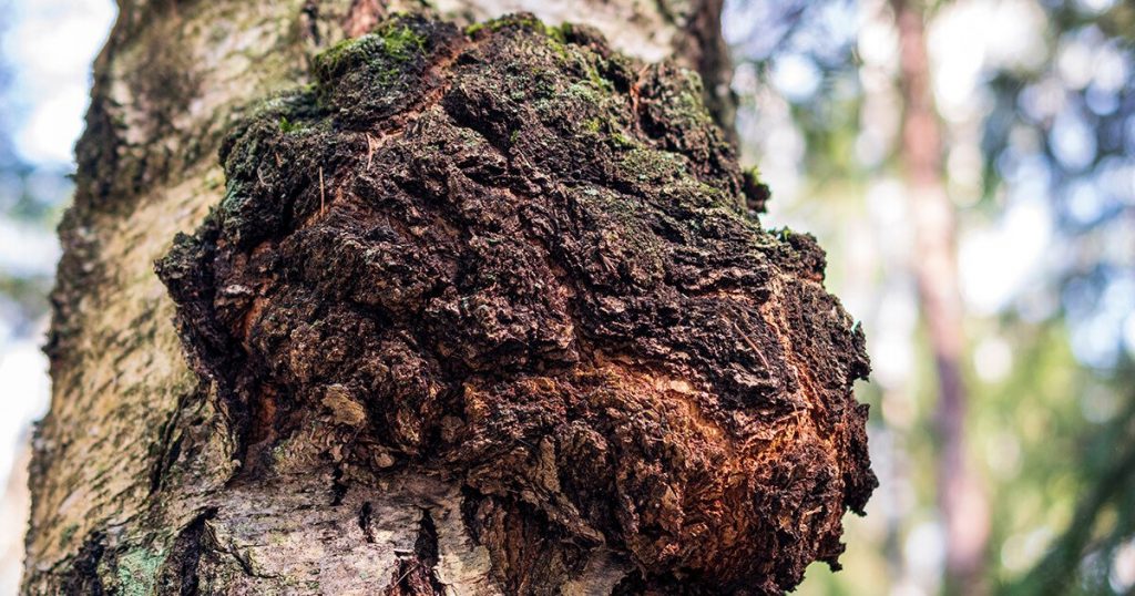 Chaga Mushroom on a tree