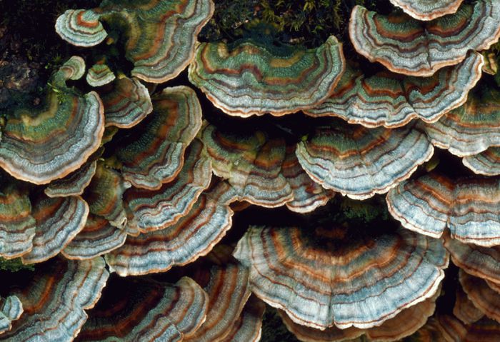 Turkey Tail Mushroom benefits