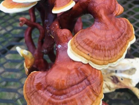 Reishi Mushroom