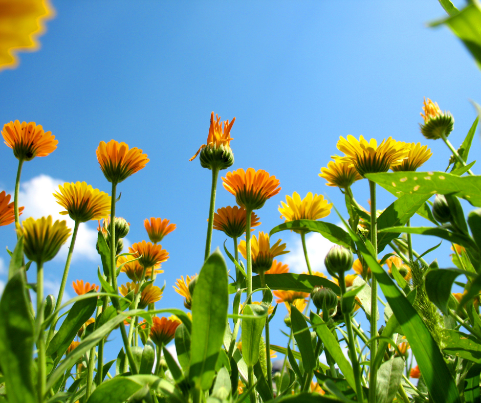calendula flowers